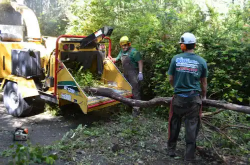 tree services Carmel